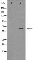 Haptoglobin Antibody in Western Blot (WB)