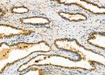 IFN beta Antibody in Immunohistochemistry (Paraffin) (IHC (P))