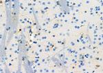 IFN beta Antibody in Immunohistochemistry (Paraffin) (IHC (P))