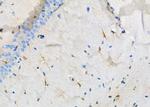 IFN beta Antibody in Immunohistochemistry (Paraffin) (IHC (P))