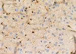 Factor IX Antibody in Immunohistochemistry (Paraffin) (IHC (P))