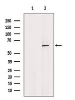 Factor IX Antibody in Western Blot (WB)