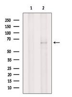 TAP2 Antibody in Western Blot (WB)