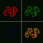 KIR3DL1 Antibody in Immunocytochemistry (ICC/IF)