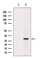 SRSF1 Antibody in Western Blot (WB)