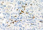 CD162 Antibody in Immunohistochemistry (Paraffin) (IHC (P))