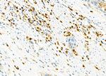 CD162 Antibody in Immunohistochemistry (Paraffin) (IHC (P))