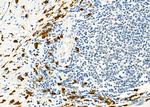 CD162 Antibody in Immunohistochemistry (Paraffin) (IHC (P))