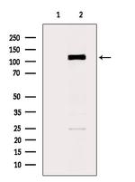 CD162 Antibody in Western Blot (WB)