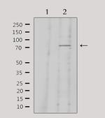 Kininogen 1 Antibody in Western Blot (WB)