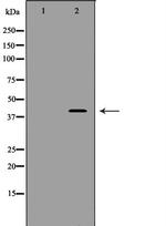 CDK7 Antibody in Western Blot (WB)