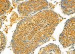 Uteroglobin Antibody in Immunohistochemistry (Paraffin) (IHC (P))