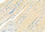 Uteroglobin Antibody in Immunohistochemistry (Paraffin) (IHC (P))