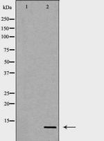 Uteroglobin Antibody in Western Blot (WB)