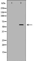 KPNA1 Antibody in Western Blot (WB)