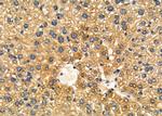 APOC2 Antibody in Immunohistochemistry (Paraffin) (IHC (P))