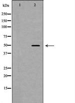 MOK Antibody in Western Blot (WB)