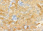 SLC22A6 Antibody in Immunohistochemistry (Paraffin) (IHC (P))