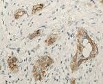 SFTPC Antibody in Immunohistochemistry (Paraffin) (IHC (P))