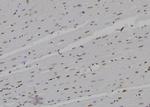 POLR2D Antibody in Immunohistochemistry (Paraffin) (IHC (P))