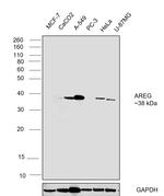 Amphiregulin Antibody