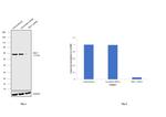 DKC1 Antibody in Western Blot (WB)