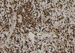 DNA Ligase III Antibody in Immunohistochemistry (Paraffin) (IHC (P))