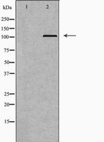 DNA Ligase III Antibody in Western Blot (WB)