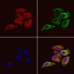 RCAS1 Antibody in Immunocytochemistry (ICC/IF)