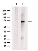 Glypican 3 Antibody in Western Blot (WB)