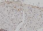 IPO5 Antibody in Immunohistochemistry (Paraffin) (IHC (P))