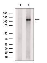 IPO5 Antibody in Western Blot (WB)