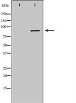 IFI16 Antibody in Western Blot (WB)