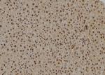 TAF9 Antibody in Immunohistochemistry (Paraffin) (IHC (P))