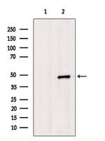 WDR5 Antibody in Western Blot (WB)