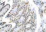 Ubiquitin Antibody in Immunohistochemistry (Paraffin) (IHC (P))