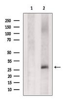 CD99 Antibody in Western Blot (WB)