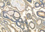 ADH5 Antibody in Immunohistochemistry (Paraffin) (IHC (P))