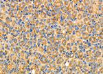 ADH5 Antibody in Immunohistochemistry (Paraffin) (IHC (P))