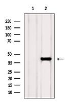 ADH5 Antibody in Western Blot (WB)