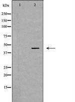 LHX8 Antibody in Western Blot (WB)