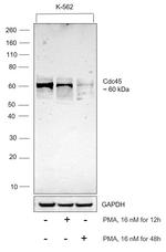 Cdc45L Antibody