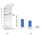 Cdc45L Antibody in Western Blot (WB)