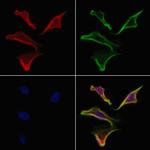 NUMBL Antibody in Immunocytochemistry (ICC/IF)