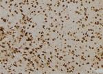 NUMBL Antibody in Immunohistochemistry (Paraffin) (IHC (P))