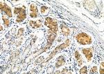 NUMBL Antibody in Immunohistochemistry (Paraffin) (IHC (P))