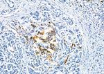 NUMBL Antibody in Immunohistochemistry (Paraffin) (IHC (P))