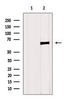 NUMBL Antibody in Western Blot (WB)