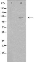 MALT1 Antibody in Western Blot (WB)