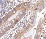 REG3G Antibody in Immunohistochemistry (Paraffin) (IHC (P))